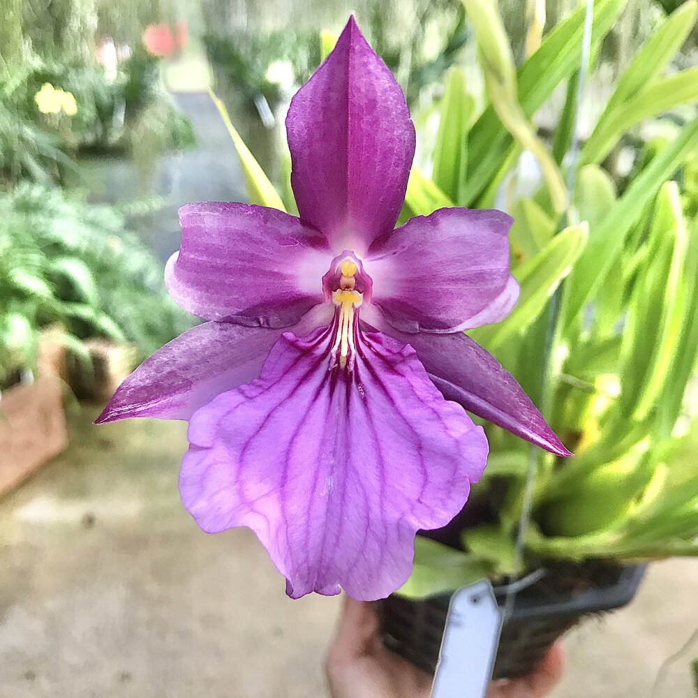 Hoa lan Vũ Nữ Miltoniaa- cây giống