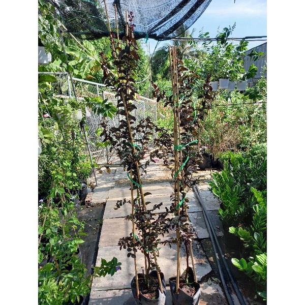 tường vy huyết long cao 1m