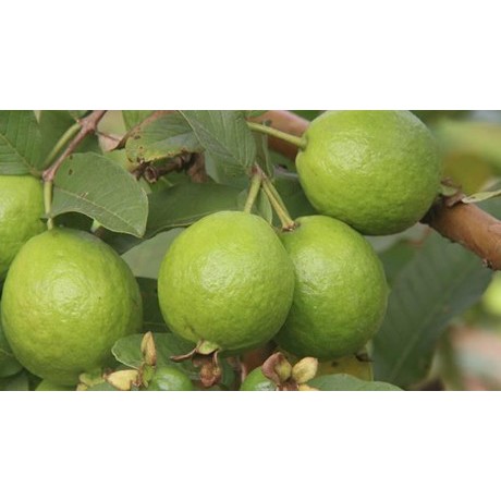 Ổi Tứ Quý - Ổi Cho Quả 4 Mùa ( Combo 10 Cây)