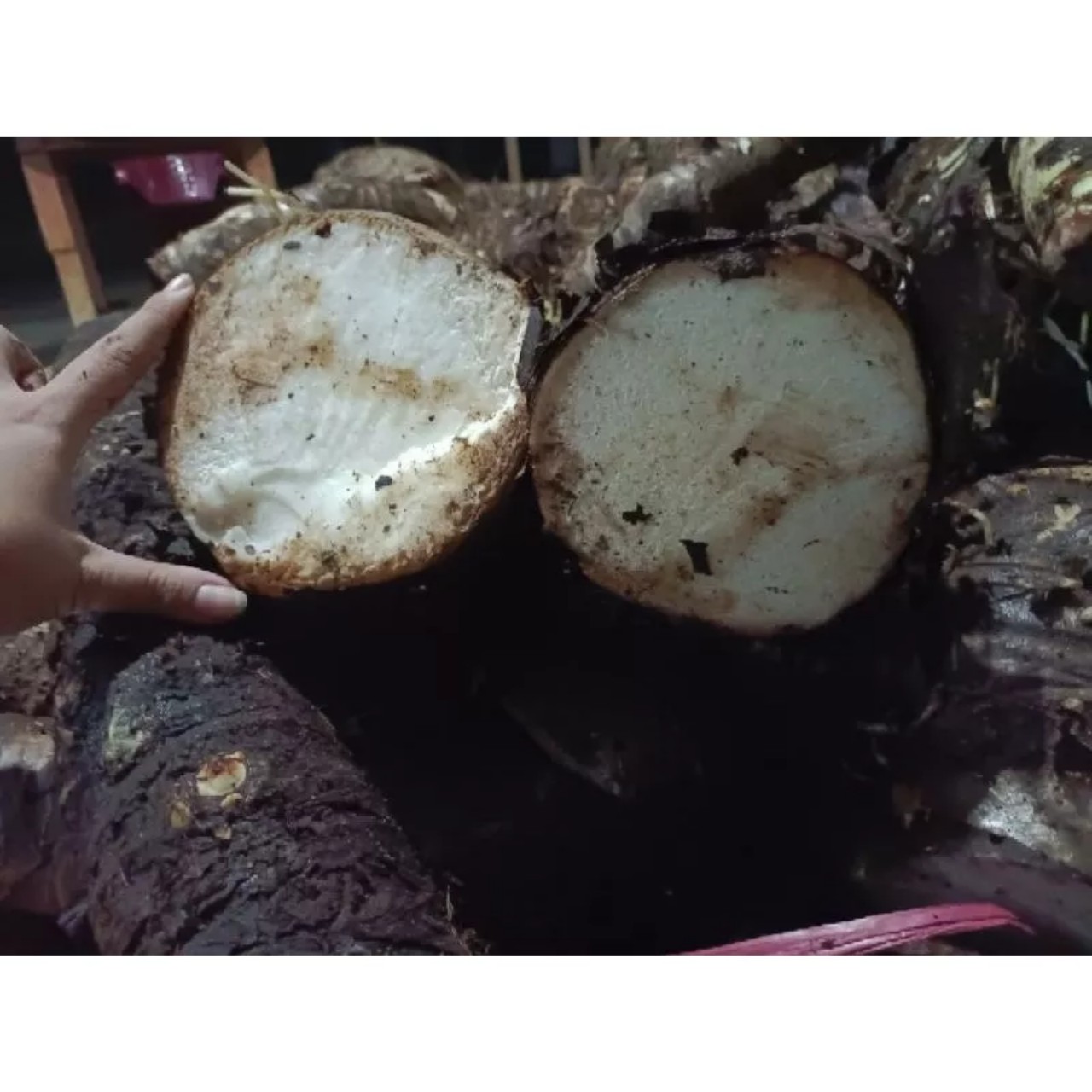 1kg CỦ BẠC HÀ NÚI CỦ BẠC HÀ NÚI