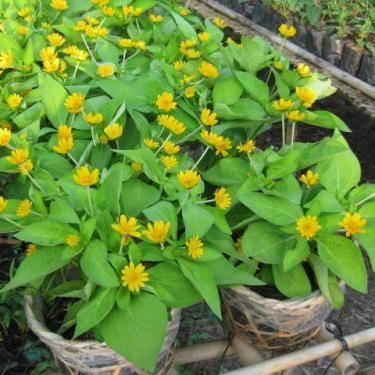 ]Hạt giống hoa cúc mặt trời ( 1 gói 50 hạt )