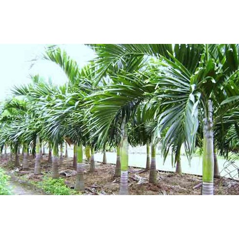 CAU LÙN - CAU TỨ QUÝ( cau lấy quả ăn trầu)