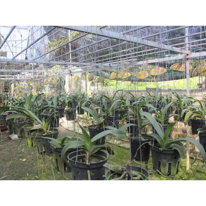 [HCM]5 Móc Kẻm Treo Chậu Lan Chậu Cây