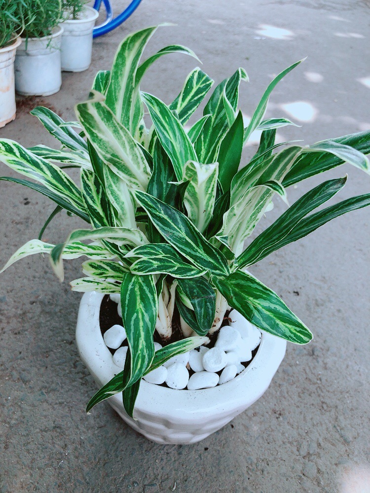 Chậu Cây Giữ Tiền