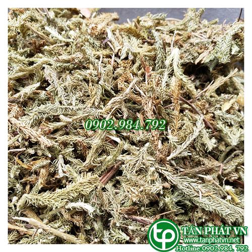 Cây thông đất sấy khô 500g - Thảo Dược Tấn Phát