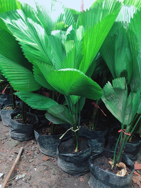 Cây Cọ Nhật (kẹ nhật)
