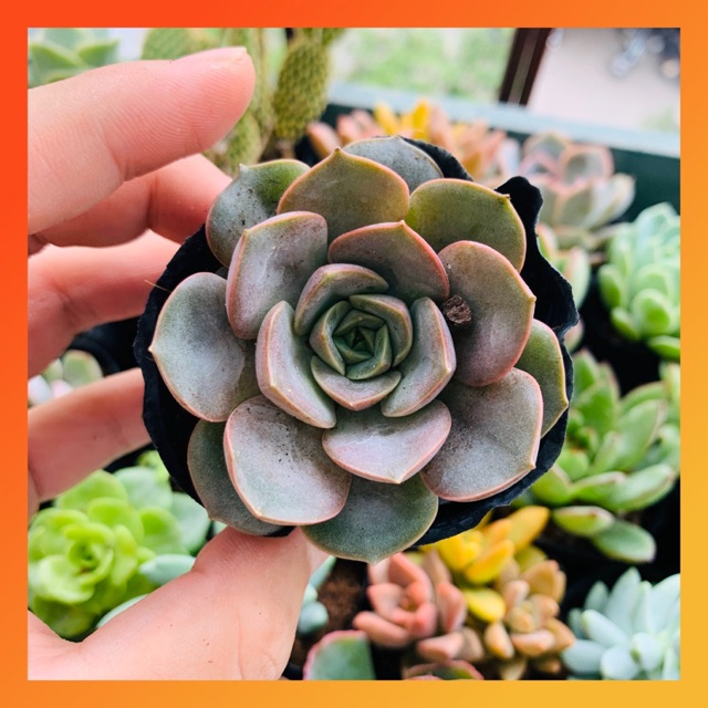 SEN ĐÁ HOA HỒNG ĐỎ SIZE BÉ KHỎE ĐẸP LỖI 1 ĐỔI 1