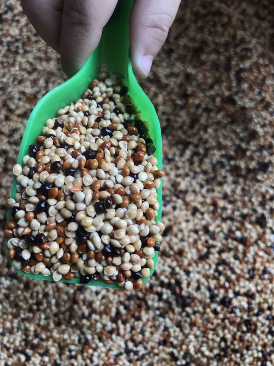 hạt cỏ thái ngũ sắc - 1kg thức ăn cho chim