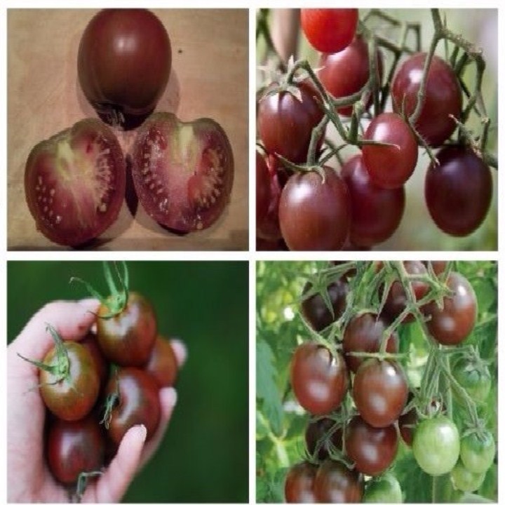 30 hạt giống cà chua socola