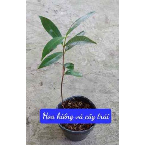 [FREESHIP - Xả Khô Máu] Cây lý, cây mận lý (cây chiết) siêu trái