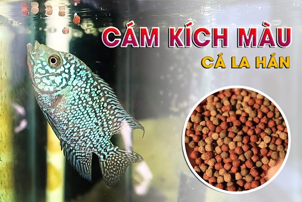Cám La Hán Đ&N ( bịch 100gr ) Giúp cá lên màu