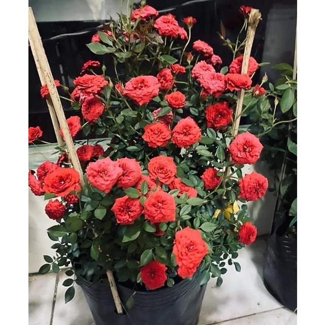 Chậu Cây Hoa Hồng Tỉ Muội Siêu Đẹp
