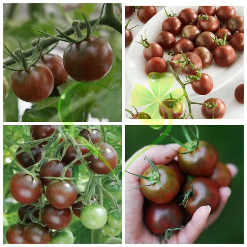 Hạt giống cà chua socola F1 - gói 5 hạt