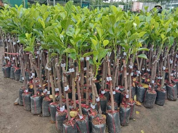 Cây mít thái giống vàng siêu sớm
