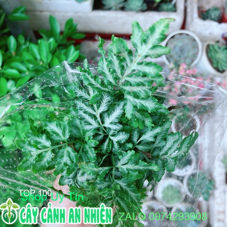 Cây dương sỉ