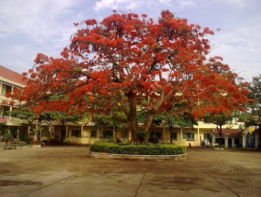 Cây giống cây hoa phượng đỏ
