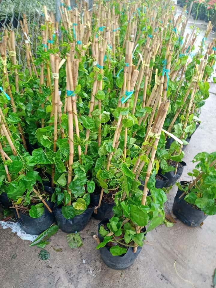 Cây giống hoa thiên lý