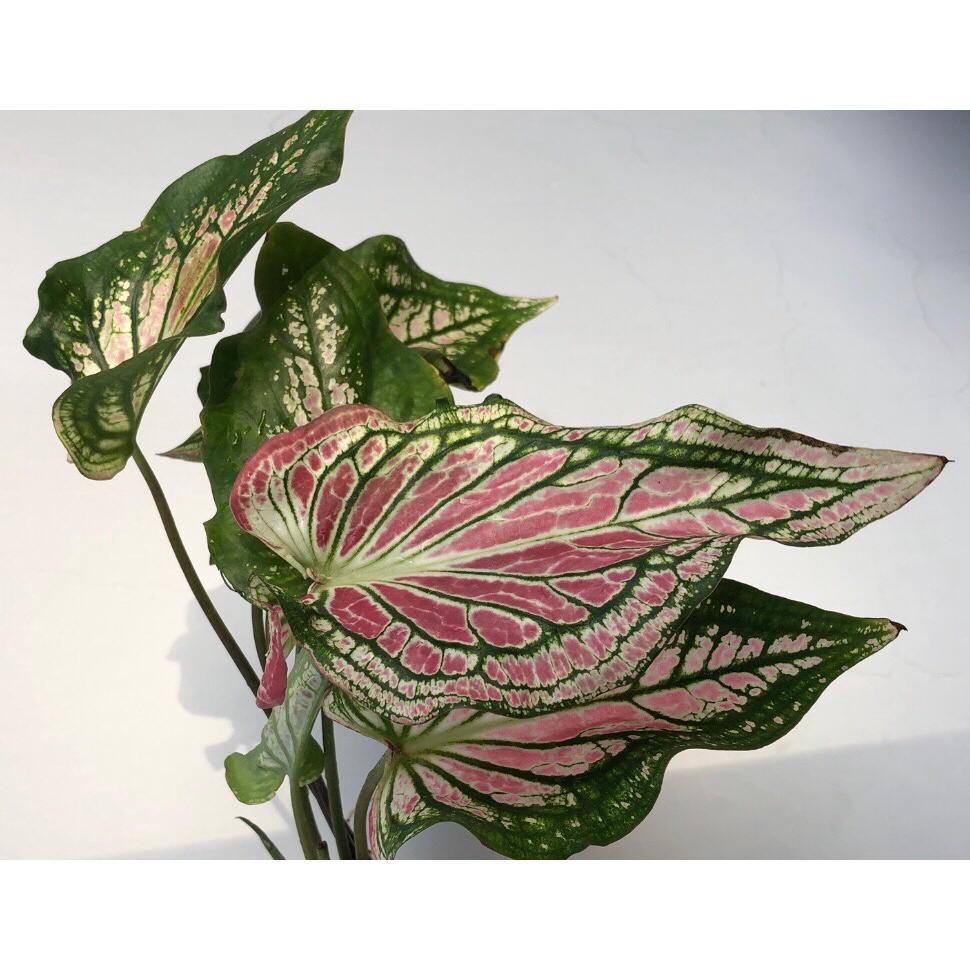Cây kiểng lá môn Thiên Nga - Caladium Thai Beauty