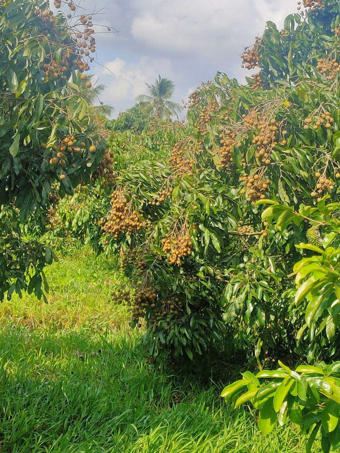 thuốᴄ Trừ Rầy Rệp Goldra 250 WG