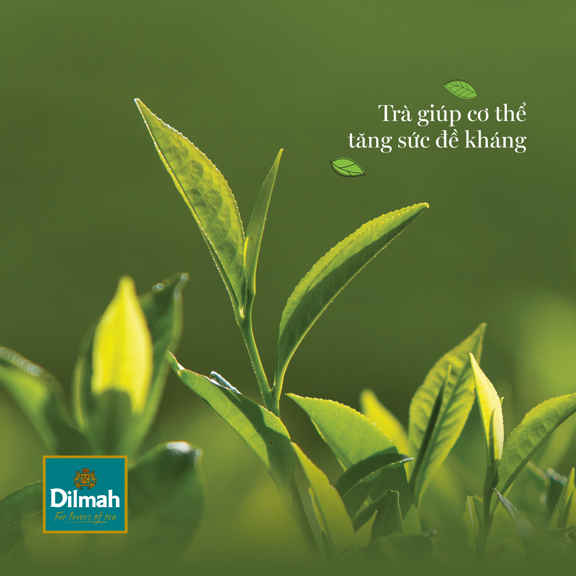 Trà Dilmah Hương Táo, Quế & Vanilla 30g