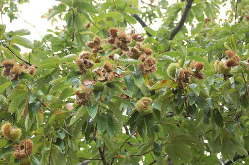 Dẻ ăn quả - Cây trong bầu