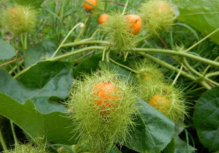 Trà Thảo Mộc Dây Thìa Canh Hộp 15 gói