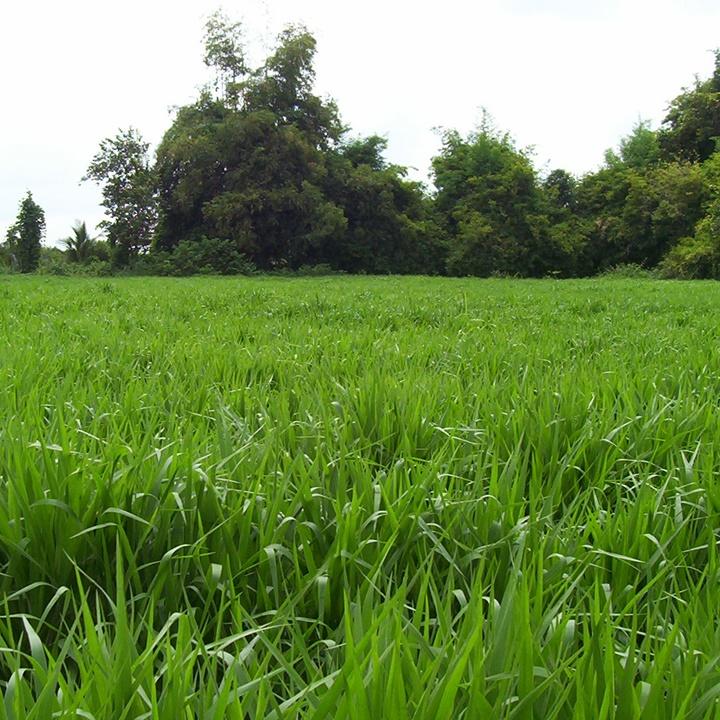 Hạt giống cỏ chịu lạnh Mulato 2 gói 100gr
