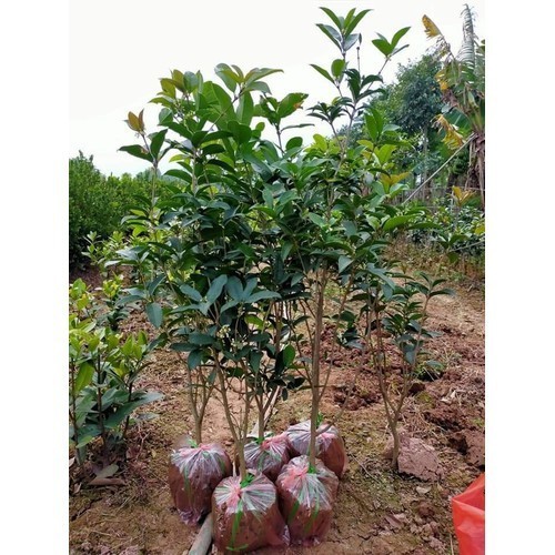 Cây mộc hương đang hoa cao 1m , cây đẹp