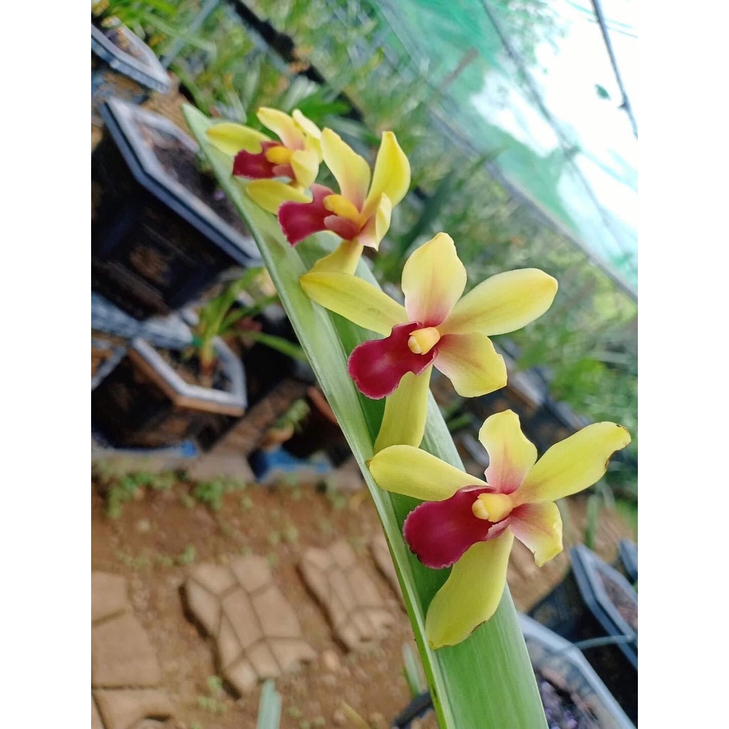 Hoa Lan kiếm Thái(1 cây) HOA TẾT