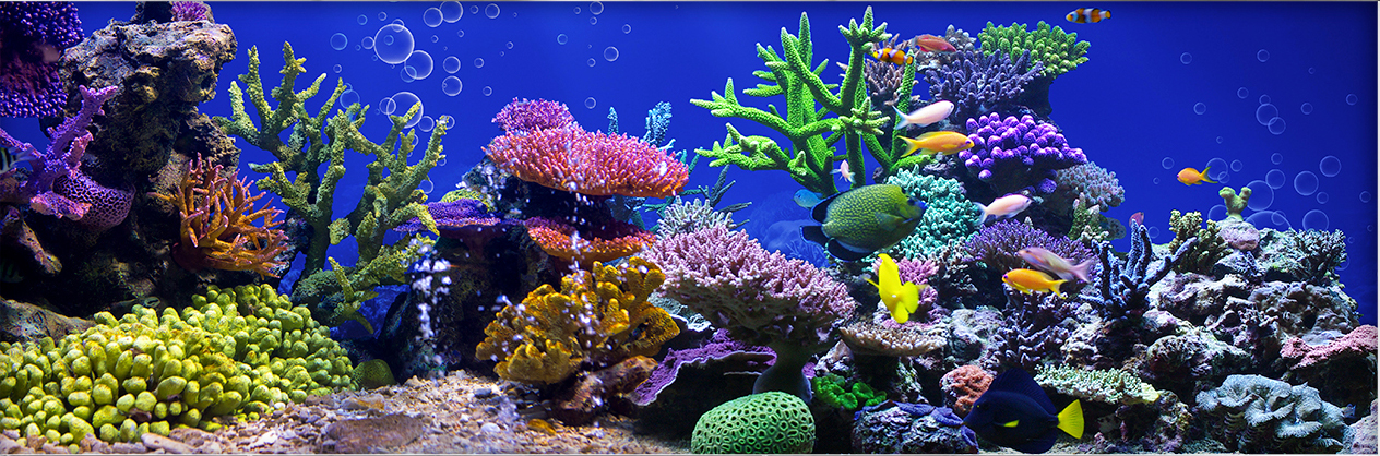 Tranh phông nền 3D dán hồ cá Aquarium tank - 008