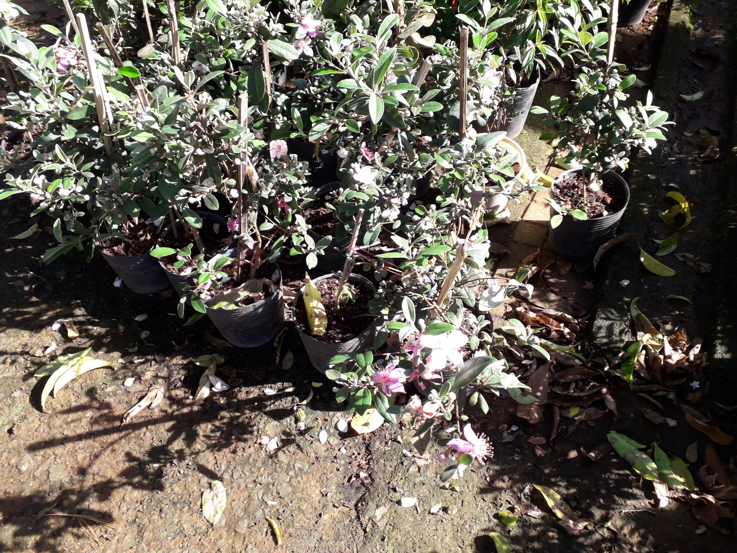 CÂY GIỐNG SIM TÍM đang bông [ Trồng làm cảnh hoặc thu quả ngâm rượu ] [ J&T EXPRESS ]