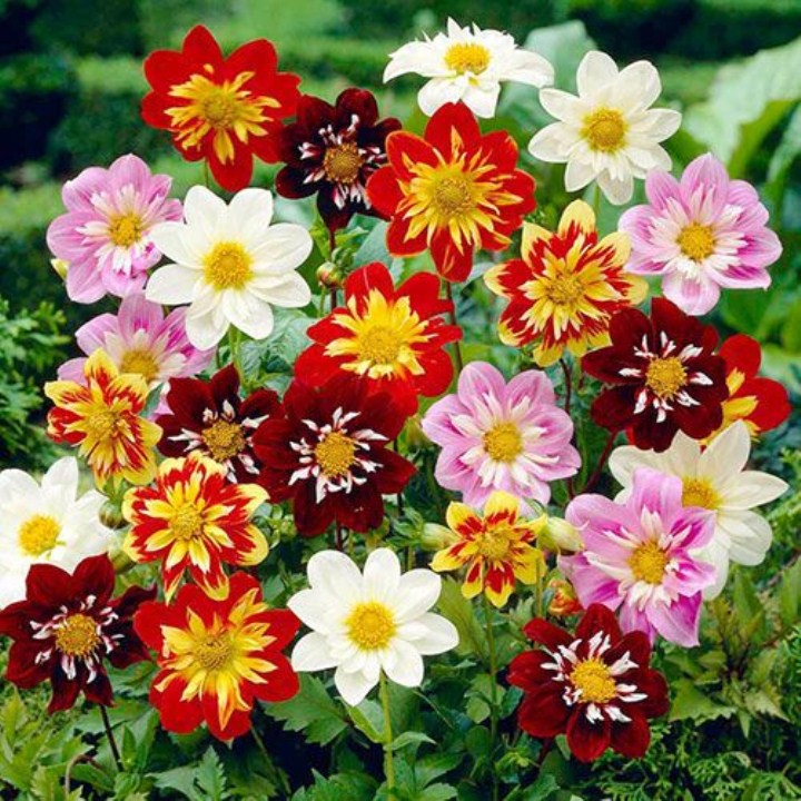 50 Hạt Giống Hoa Thược Dược Mix Dễ Trồng