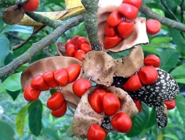 100G HẠT DỖI NẾP RỪNG