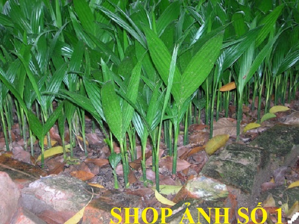 combo 2 cây CAU LÙN  giống- hàng cây F1 - cây ảnh số 1