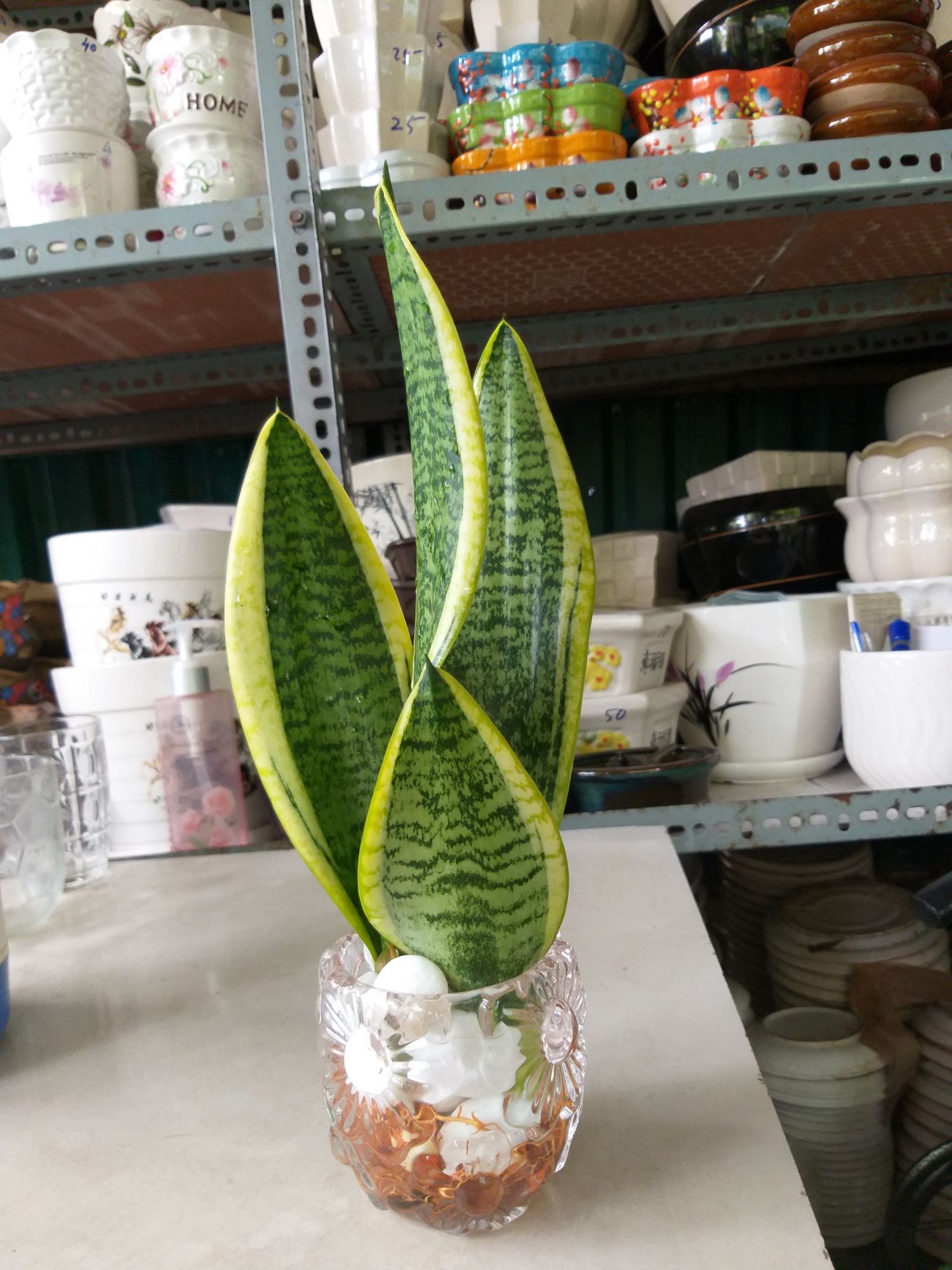 [HCM]Cây Lưỡi Hổ Thái trồng thủy sinh