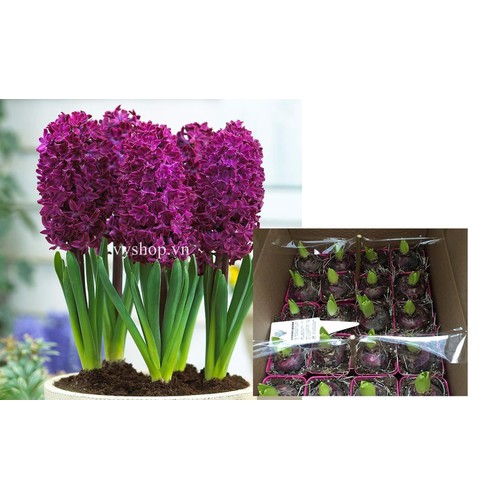 Củ giống hoa tiên ông tím- 1 củ
