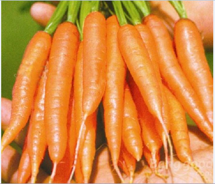 Hạt giống cà rốt mini ( cà rốt tí hon ) - 100 hạt/gói