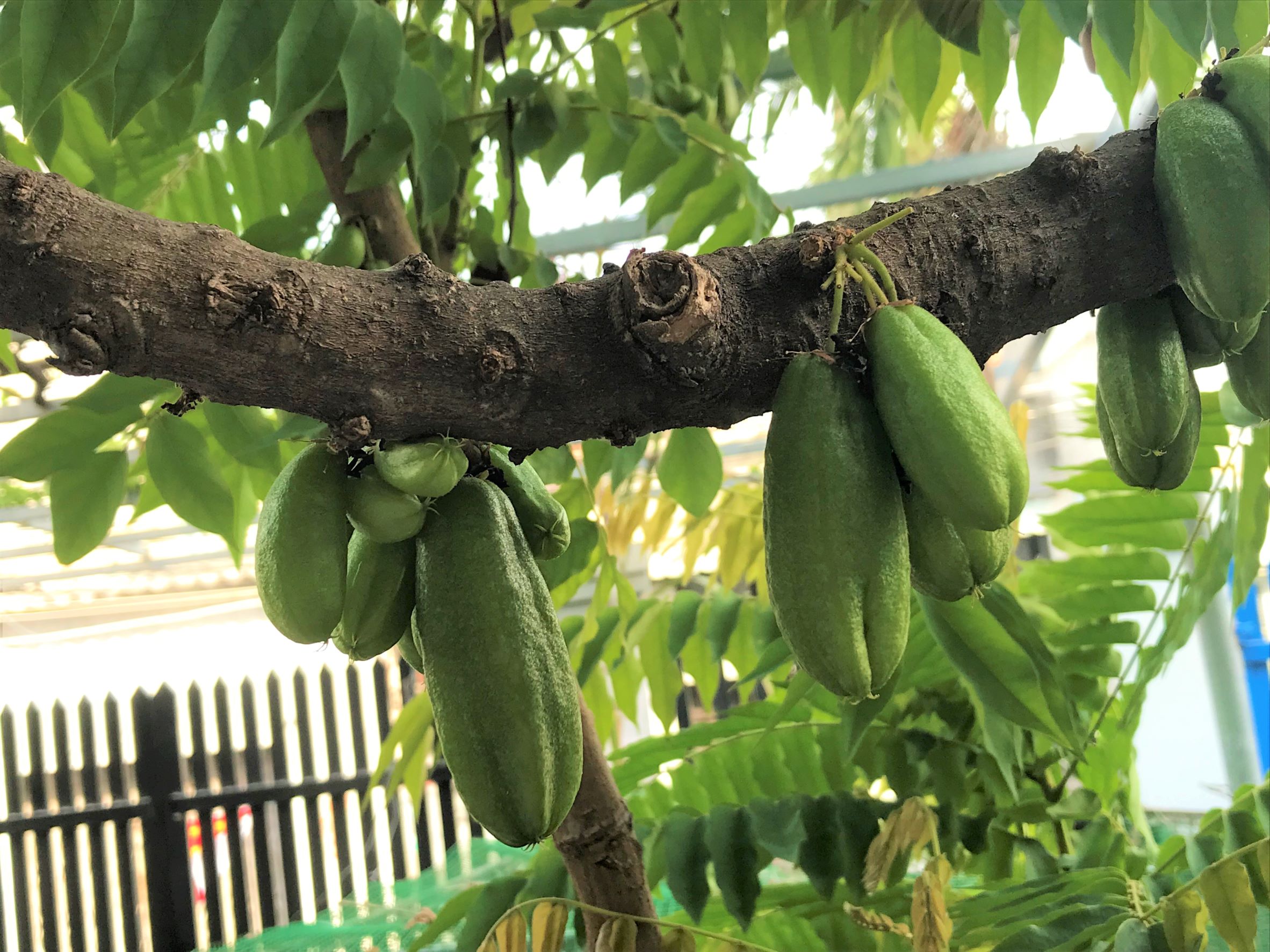 Hạt giống cây Khế tàu (Bilimbi)