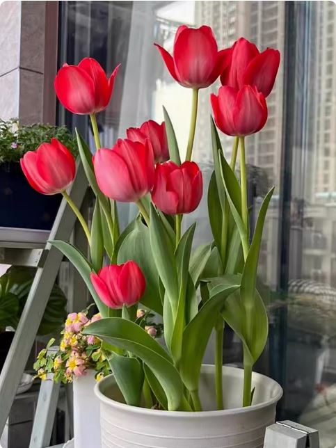 5 củ giống hoa tulip hoa màu đỏ
