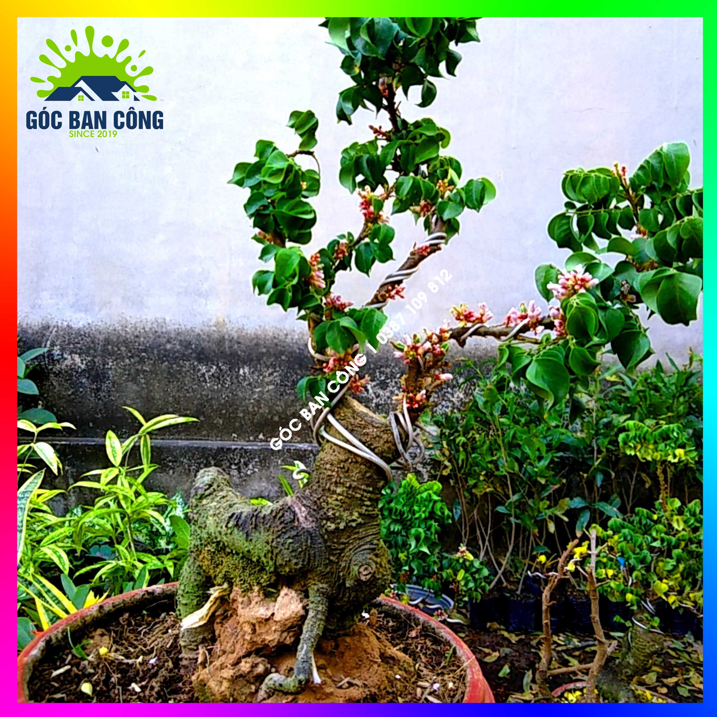 Cây Khế Bonsai Mini Gốc Quái - KBS04