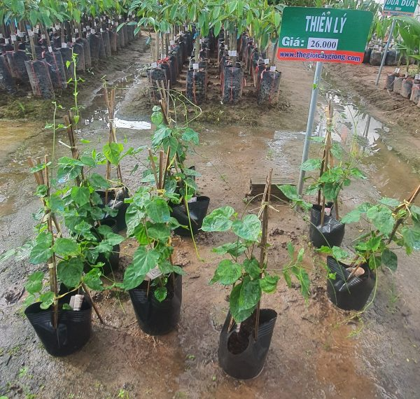 CÂY GIỐNG HOA THIÊN LÝ SIÊU HOA