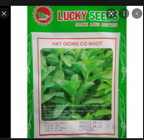 Hạt giống cỏ ngọt LUCKY SEEDS