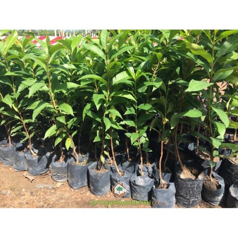 Cây vối nếp (10 công dụng thần kì)
