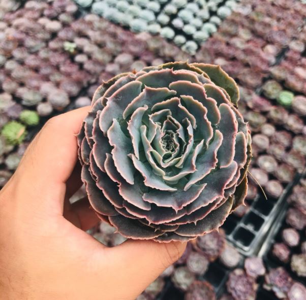 SEN ĐÁ BẮP CẢI LIGHT PURPLE ĐÀ LẠT