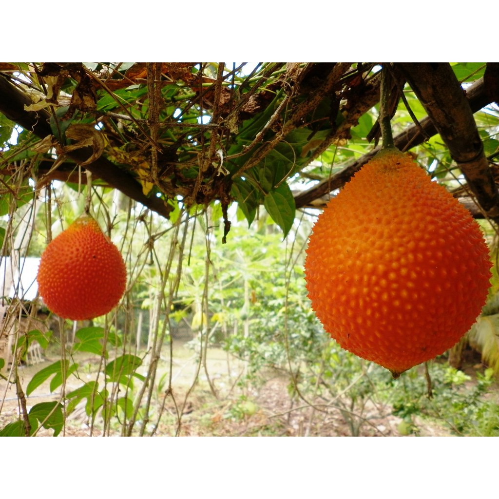 [HCM]Hạt giống gấc rừng  (gói 5hạt  )