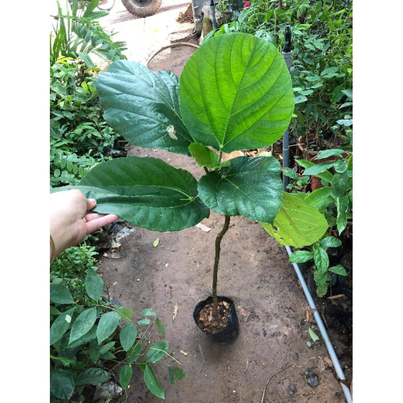 Cây Giống Vả Mật Huế 20-80cm