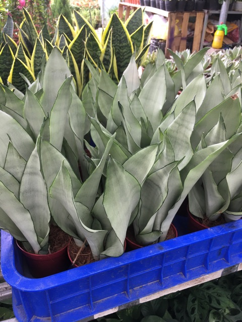 Cây lưỡi hổ bạch kim chậu 2 cây.