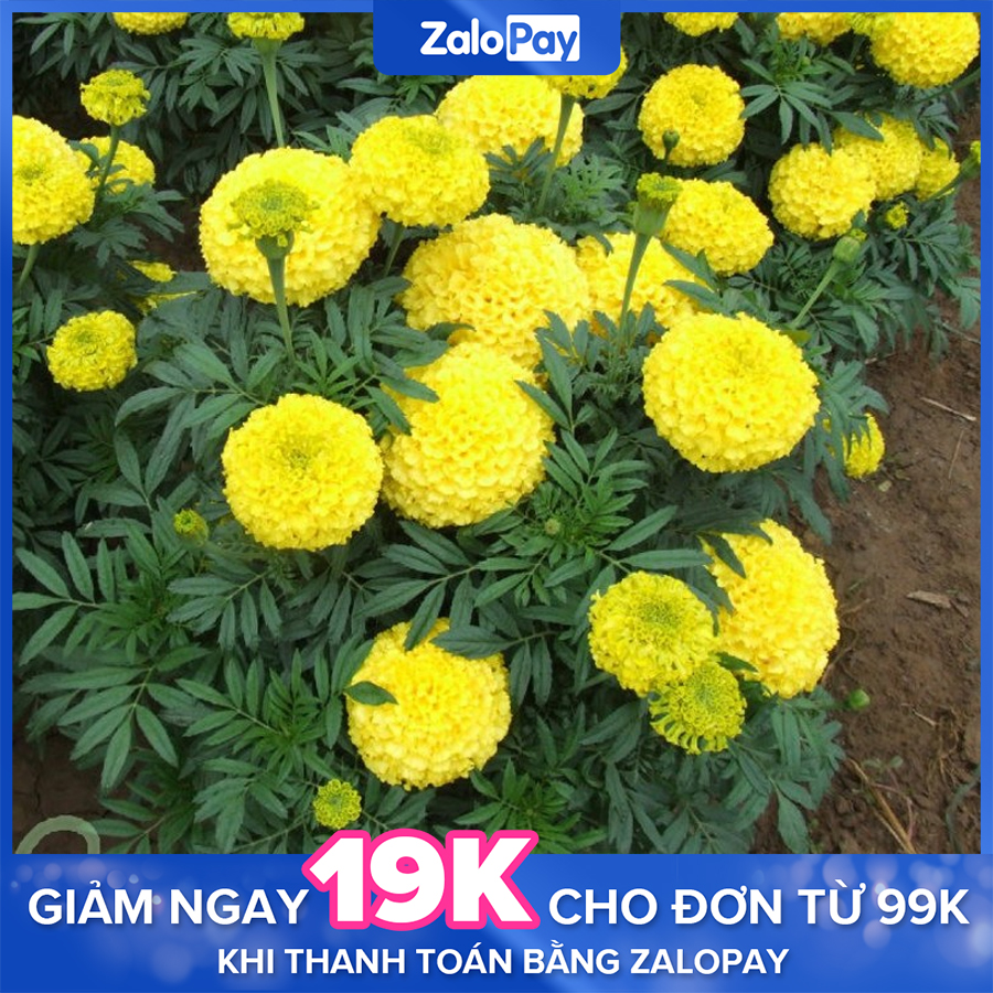 2 Gói Hạt Giống Hoa Cúc Vạn Thọ Mỹ 50 Hạt/ Gói, Tỷ Lệ Nảy Mầm Cao - Cây trồng Long Vũ