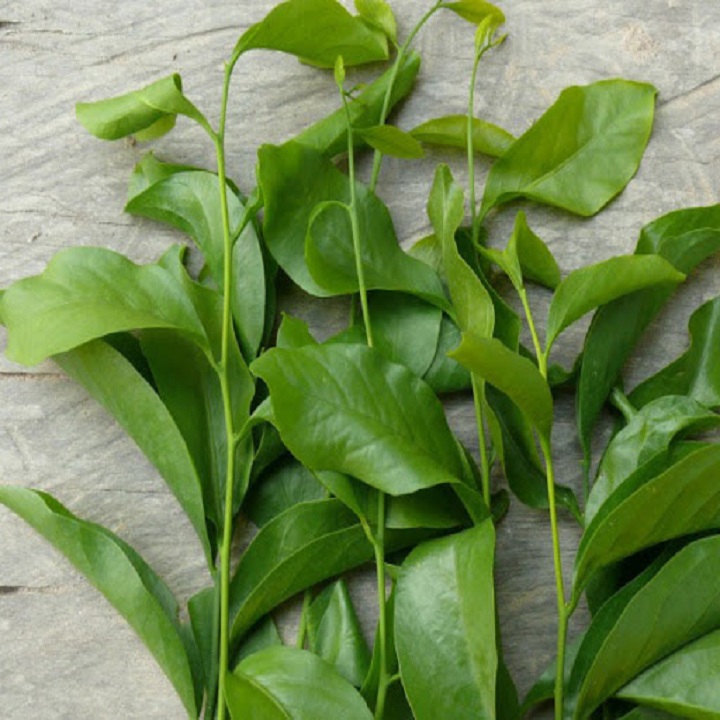 Cây giống rau sắng giống chuẩn