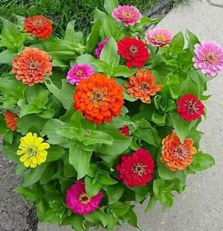 Hạt giống hoa cúc nhi nha cây cao - ( cúc lá nhám gói 50 hạt ) Nhiều màu